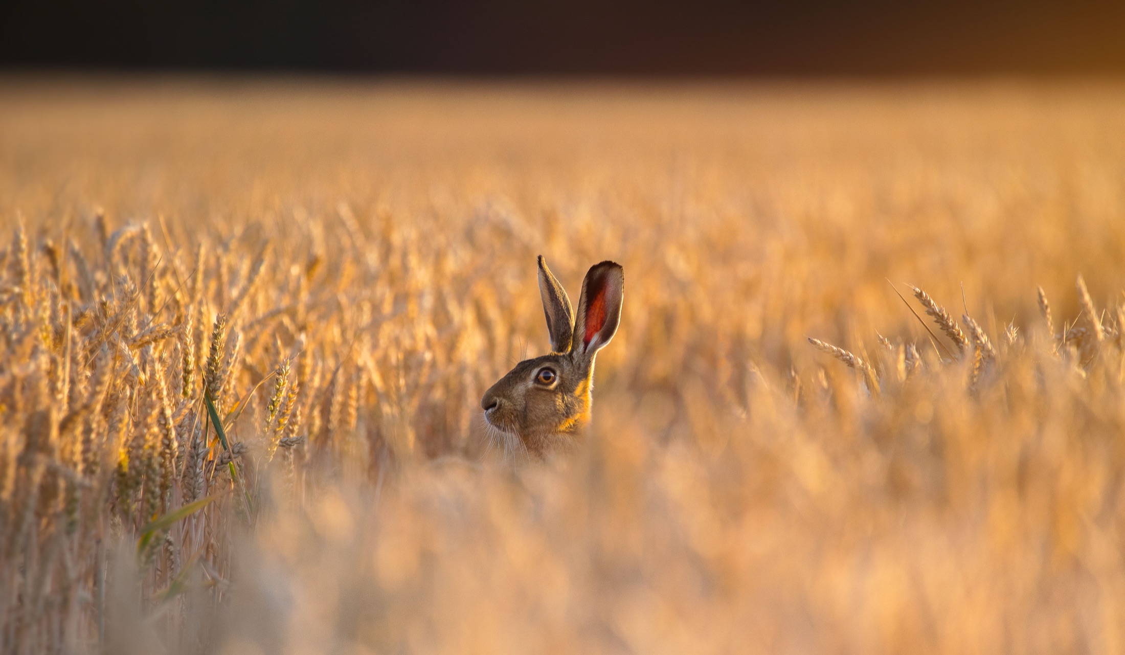 Hare sitting in a golden field at sunset · Jamie Hall, Definitive Imaging
