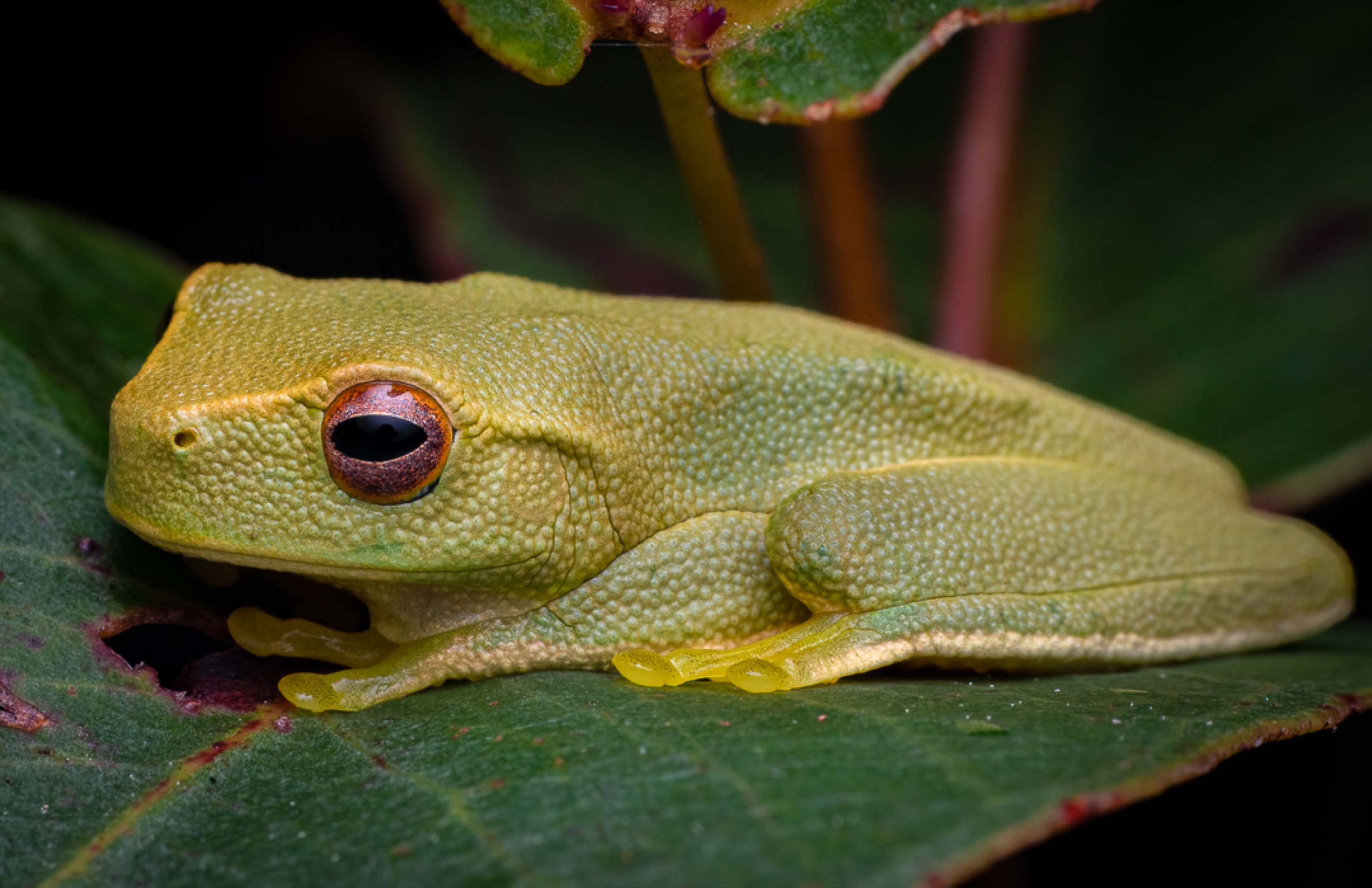 Green tree frog resting on a leaf · Jamie Hall, Definitive Imaging
