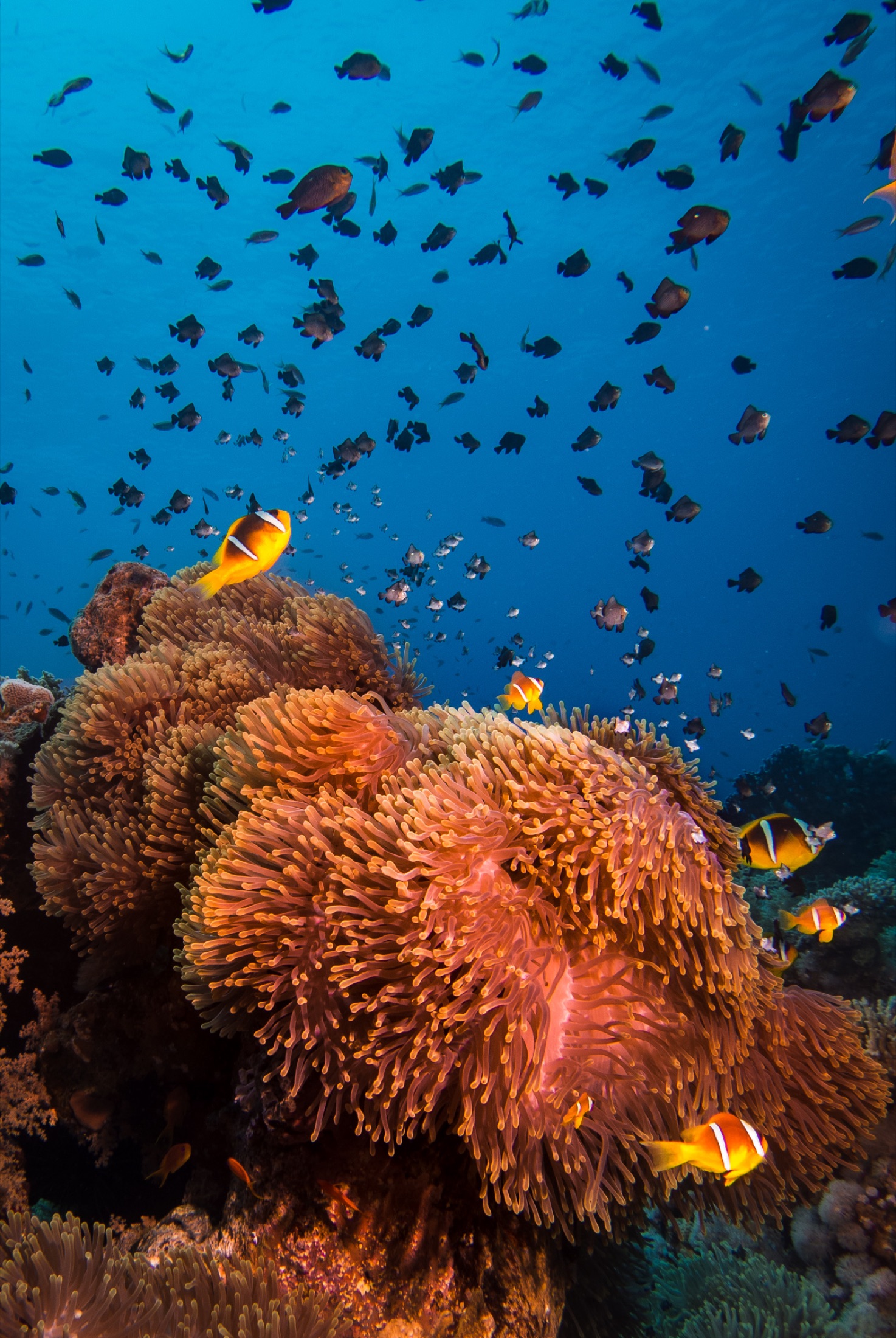 Anemonefish around an anemone on a coral reef · Jamie Hall, Definitive Imaging